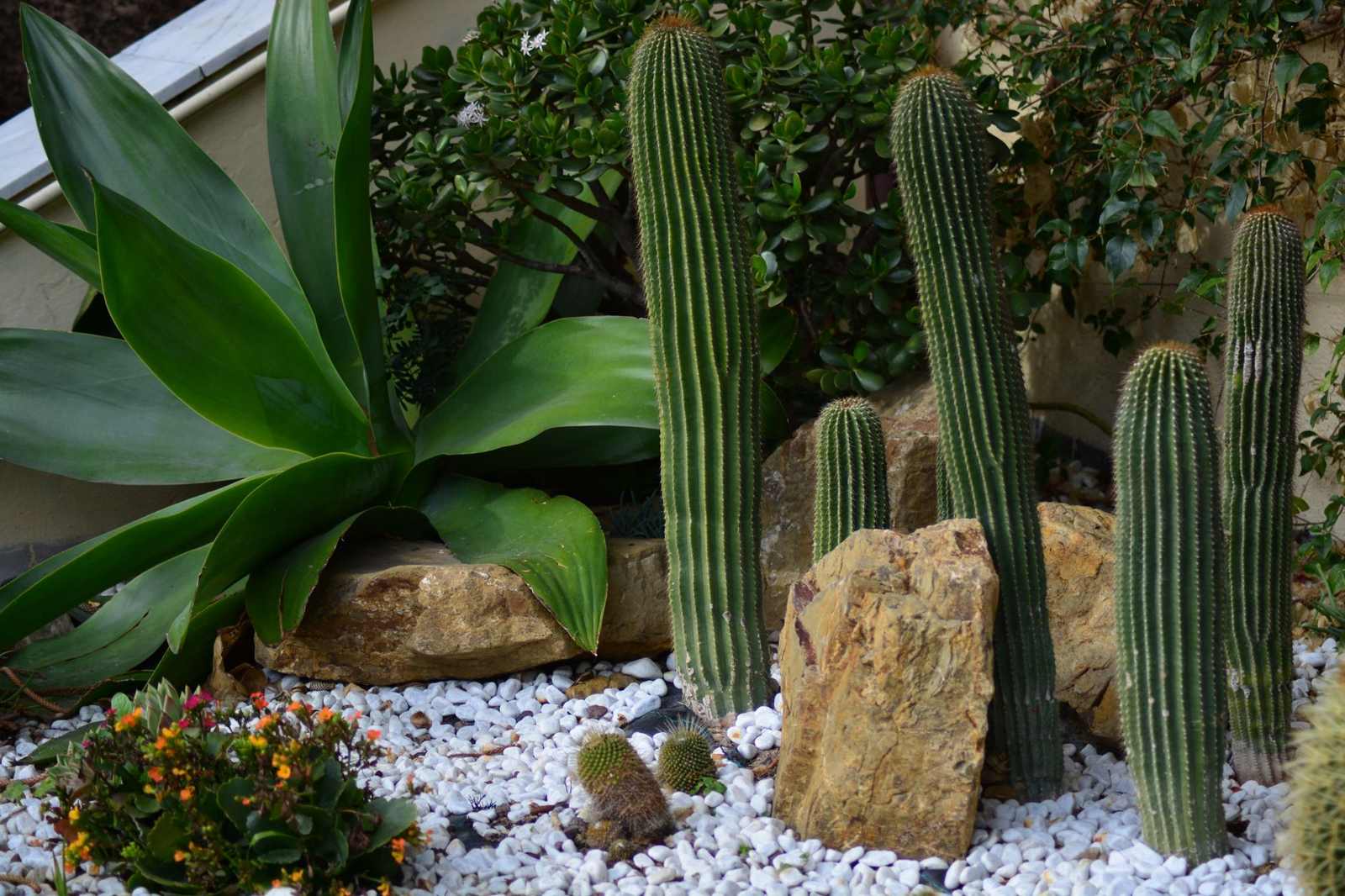 Desert xeriscape design in Scottsdale, AZ